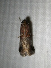 Acrobasis suavella