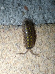 Porcellio spinicornis