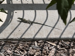 Aspidoscelis neomexicanus