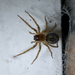 Amaurobius