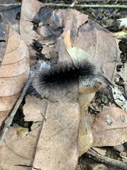Apistosia judas