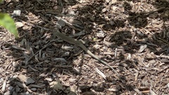 Aspidoscelis neomexicanus