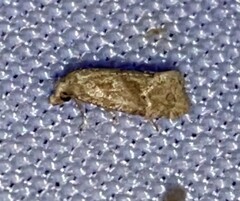 Platphalonidia