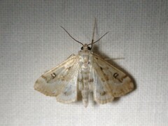 Parapoynx stratiotata