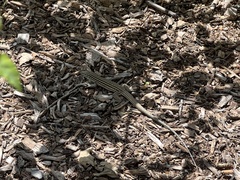 Aspidoscelis neomexicanus