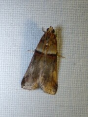 Acrobasis tumidana