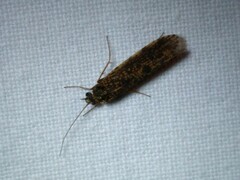 Polycentropodidae
