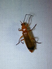 Rhagonycha fulva