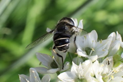 Eristalis dimidiata