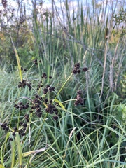 Scirpus atrovirens