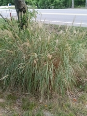 Miscanthus sinensis