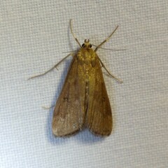 Parapoynx stratiotata