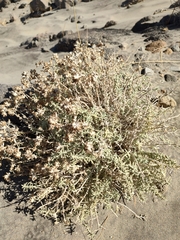 Teucrium dunense dunense