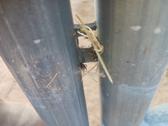 Araneae