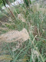 Miscanthus sinensis