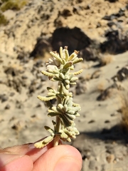 Teucrium dunense dunense