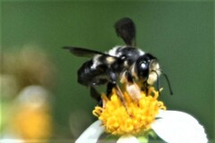 Megachile xylocopoides