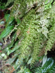 Hymenophyllaceae