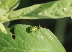 Diabrotica balteata