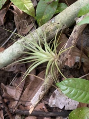 Tillandsia