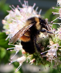 Bombus affinis