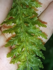 Hymenophyllaceae