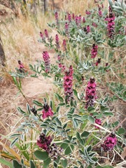 Indigofera basedowii