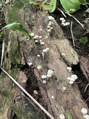 Marasmius capillaris