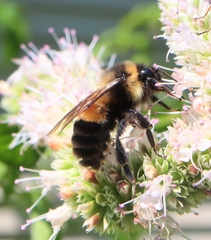Bombus affinis