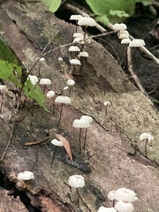 Marasmius capillaris