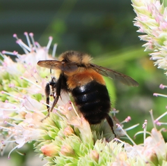 Bombus affinis