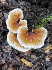 Ganoderma tsugae