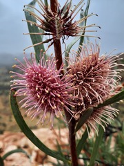 Hakea grammatophylla