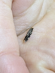 Tineidae