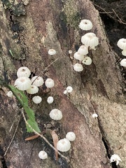 Marasmius capillaris