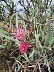Hakea grammatophylla