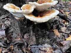 Ganoderma tsugae