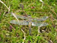 Libellula quadrimaculata