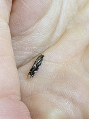 Tineidae