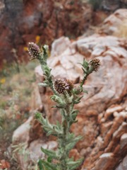 Pterocaulon sphacelatum