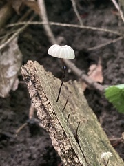Marasmius capillaris