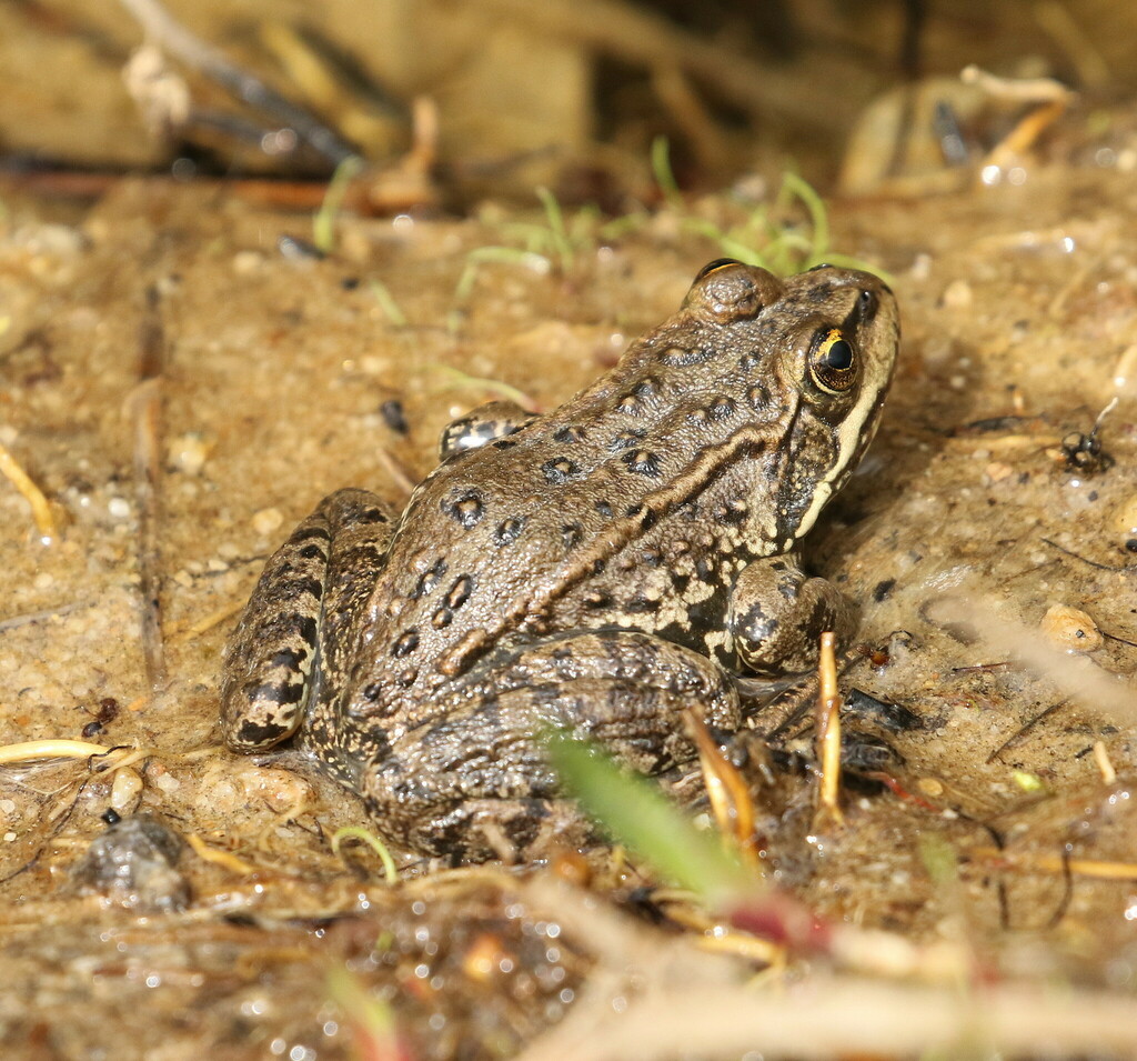 Columbia Spotted Frog from Okanogan County, WA, USA on August 25, 2022 ...