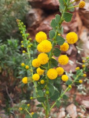 Acacia strongylophylla