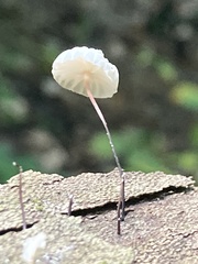 Marasmius capillaris
