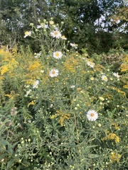 Symphyotrichum ontarionis