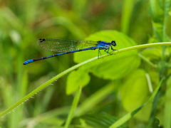 Argia funebris
