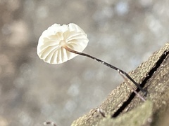Marasmius capillaris