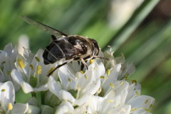 Eristalis dimidiata
