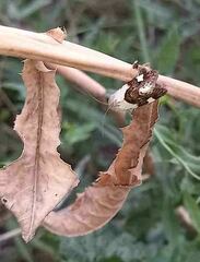 Acontia lucida