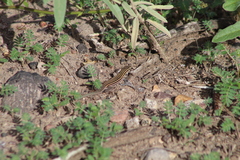 Aspidoscelis exsanguis